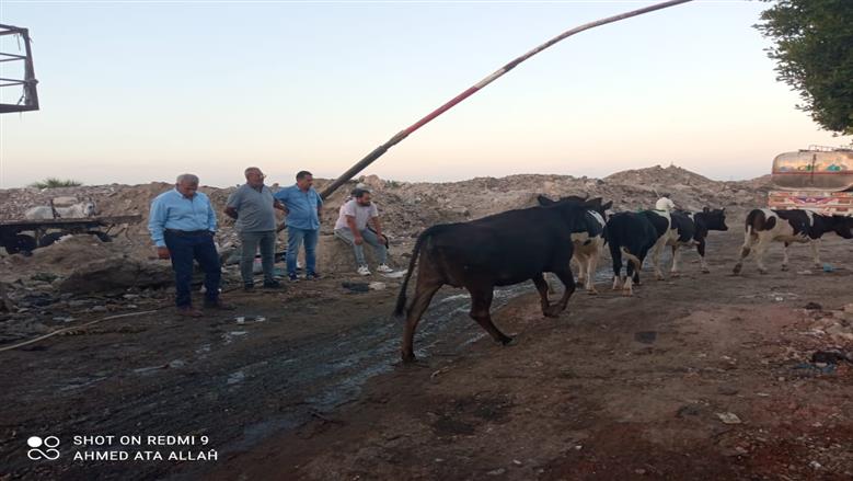 حملات مكثفة لجمع المواشي من شوارع بورسعيد