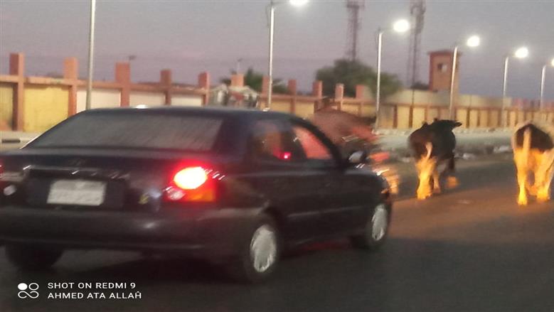 حملات مكثفة لجمع المواشي من شوارع بورسعيد