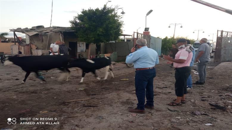 حملات مكثفة لجمع المواشي من شوارع بورسعيد