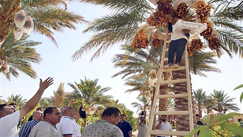 نخيل الوادي الجديد.. «خزان مصر» إلى الأسواق العالمية