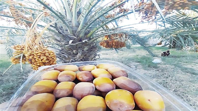 «الزراعة»: مصر الأولى عالميا في إنتاج التمور بمليوني طن.. 19% من الناتج العالمي