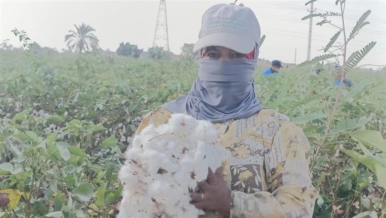 جني القطن في حقول الفيوم