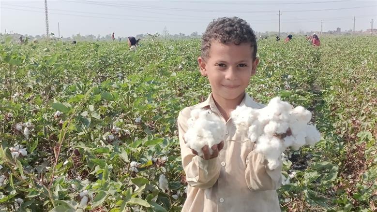 جني القطن في حقول الفيوم