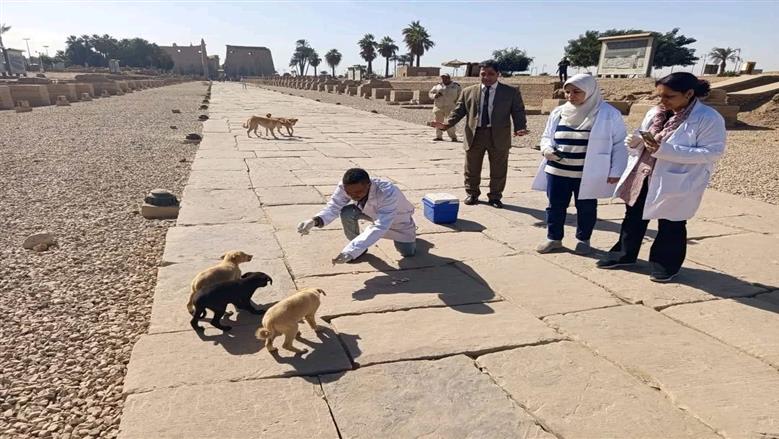 مديرية الطب البيطري بالأقصر تُحصّن الكلاب الحرة بمحيط معبد الأقصر وطريق الكباش ضمن استراتيجية مصر 2030