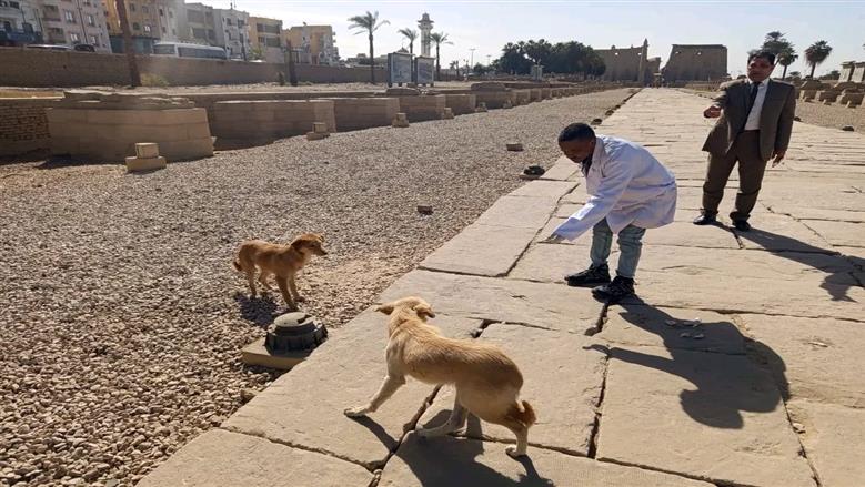 مديرية الطب البيطري بالأقصر تُحصّن الكلاب الحرة بمحيط معبد الأقصر وطريق الكباش ضمن استراتيجية مصر 2030