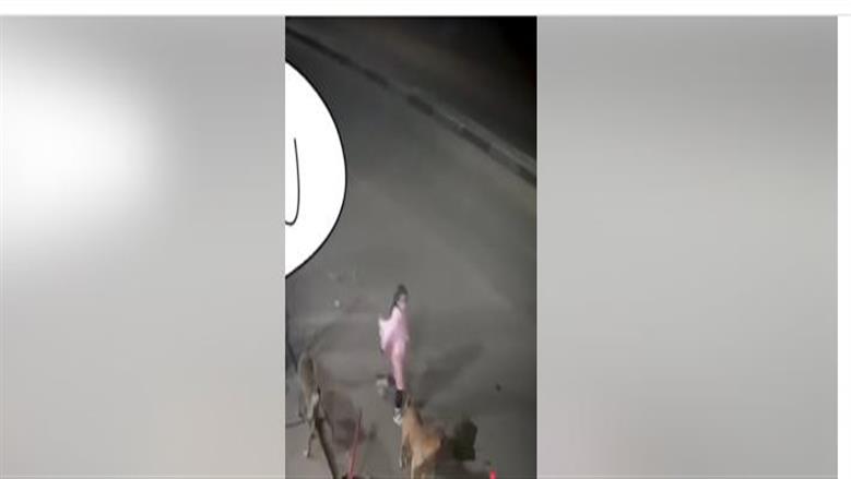 «هاجمها من فمها».. كلب ضال يسحل طفلة بمنطقة السلام