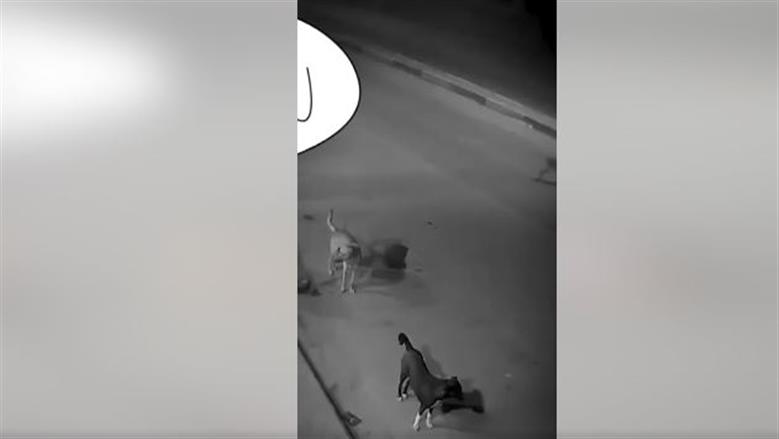 كلب ضال