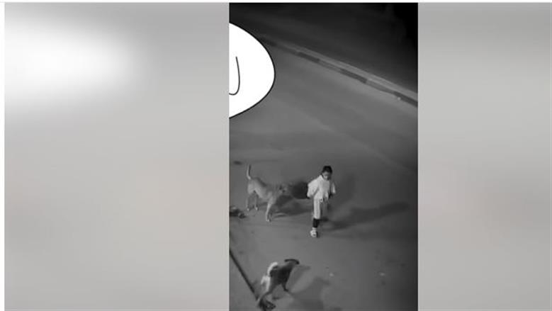 كلب ضال