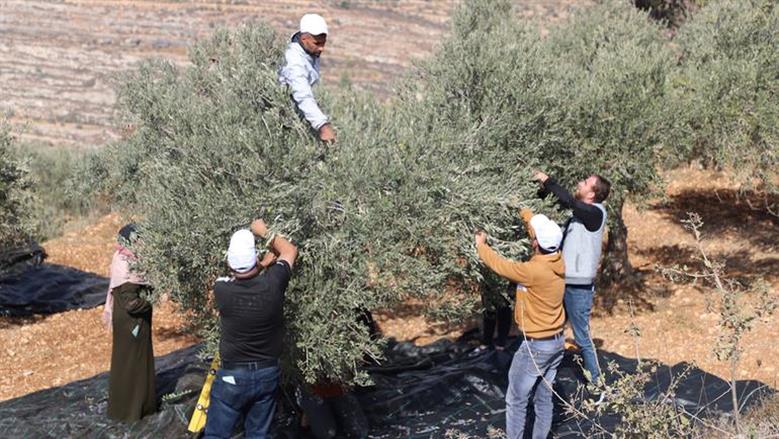 الأمم المتحدة: هجمات المستوطنين بالضفة الغربية أدت لنزوح نحو 100 أسرة في أسبوعين