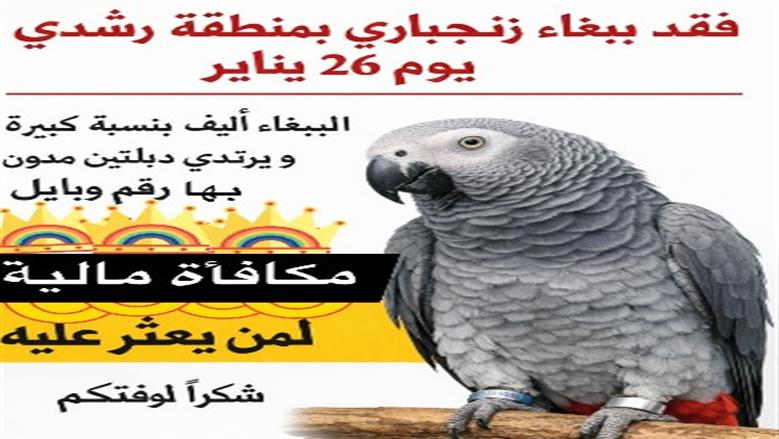 بغباء