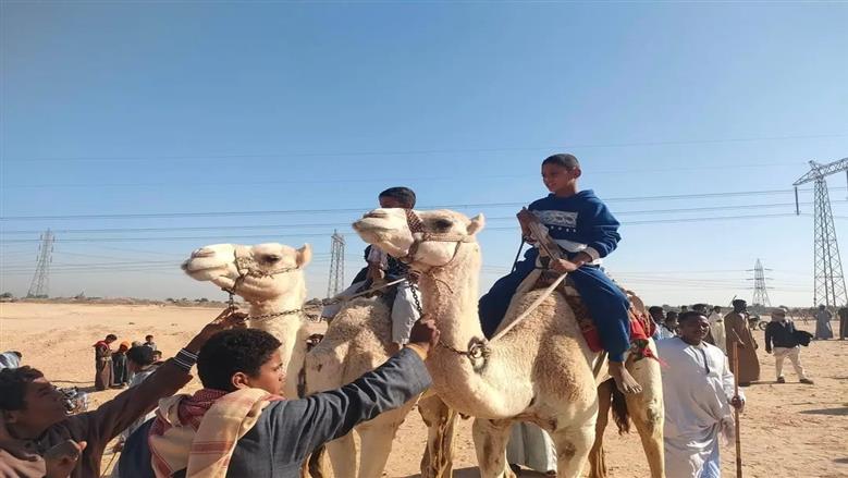 انطلاث سباق الهجن إسنا بالأقصر.. حضور دولي واسع واحتفال بالتراث الصحراوي الأصيل