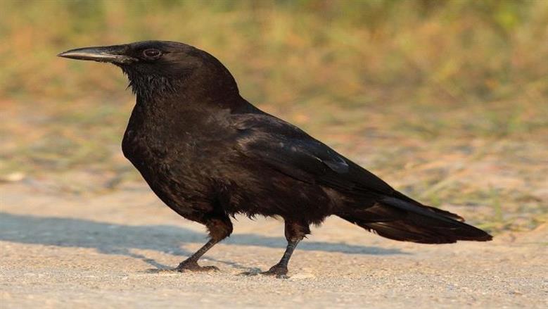 تفسير حلم الغراب الأسود في المنام لابن سيرين.. «انتبه لمن حولك»