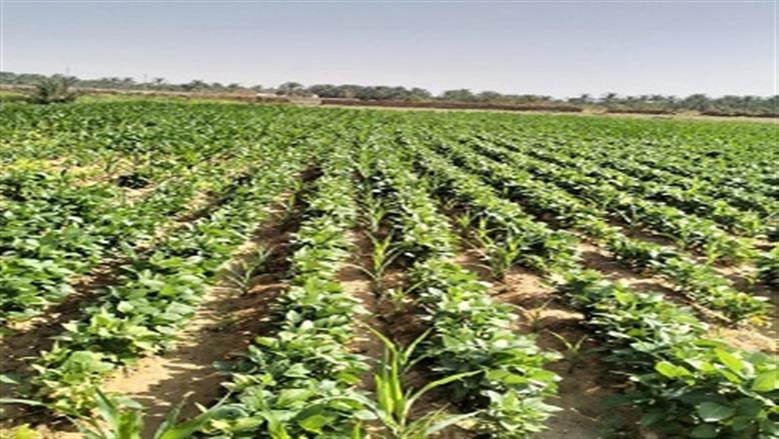لجنة استرداد أراضي الدولة تؤكد على سرعة الانتهاء من طلبات التقنين 