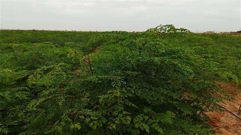 محافظة أسوان 