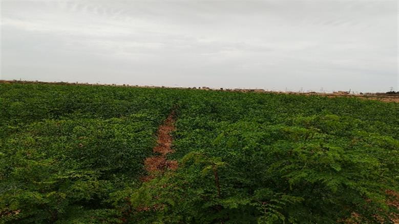 محافظة أسوان 