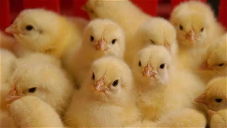 تفسير رؤية الكتكوت في المنام.. حالة واحدة تدل على إنجاب الأطفال