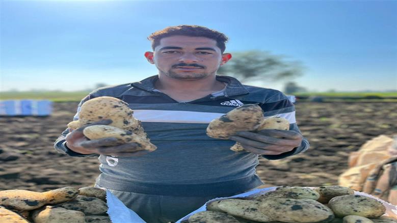 حصاد