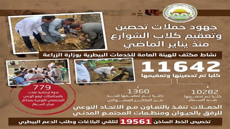 تعقيم كلاب