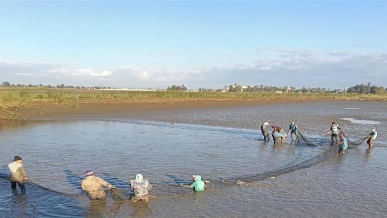 طفرة إنتاجية في مزرعة الزاوية بكفر الشيخ.. حصاد 30 طن أسماك من 7 أفدنة