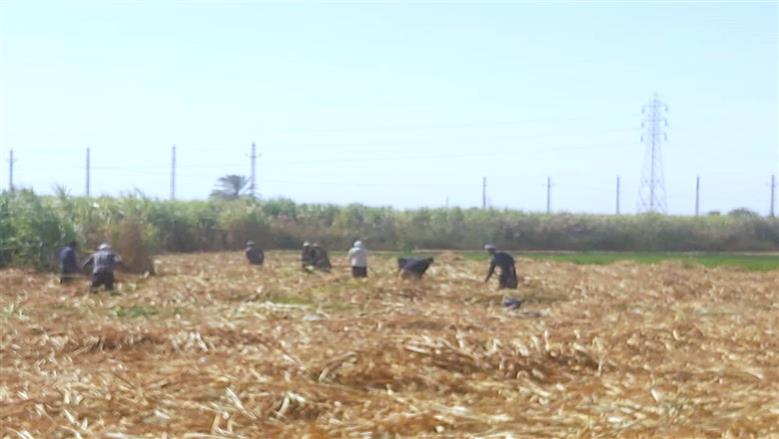 محافظة أسوان