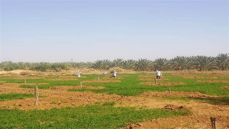 محافظة أسوان