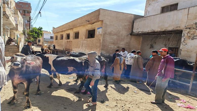 تقديم 4224 خدمة خلال قافلة بيطرية مجانية بقرية أبو بدوي في مركز بيلا بكفر الشيخ 