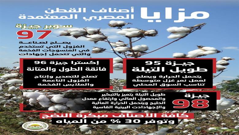 القطن