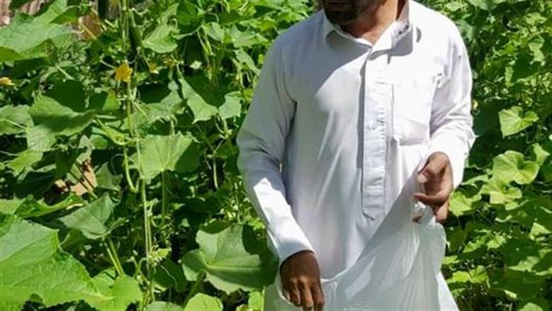 ​مصر تستهدف مضاعفة مساحة النباتات الطبية والعطرية لـ250 ألف فدان ضمن رؤية 2030
