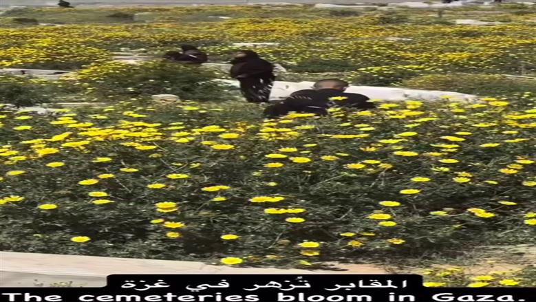 المقابر تزهر في غزة.. مشاهد مؤثرة من زيارة الفلسطينيين لأسرهم الشهداء