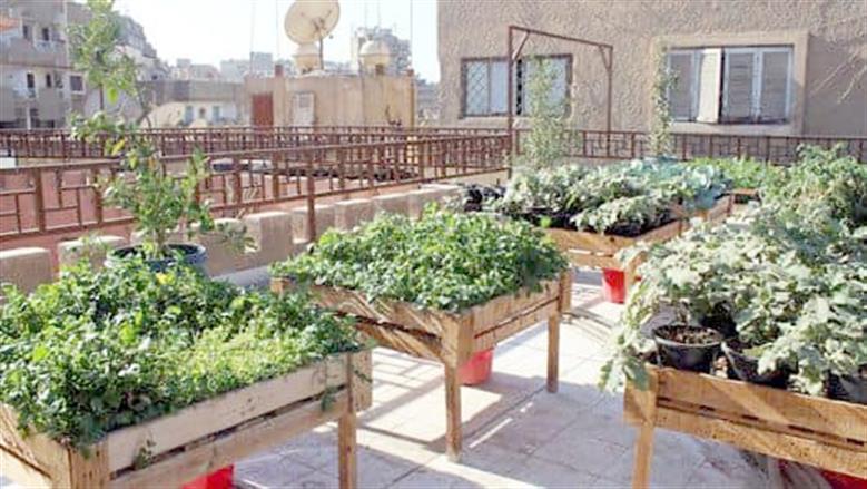 «زراعة الأسطح».. نسمات صحية تواجه «حر الخرسانة»