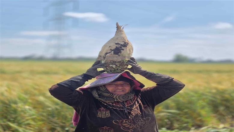المنوفية