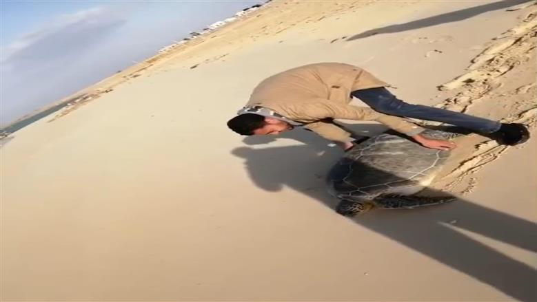 إنقاذ سلحفاة البحر برأس سدر