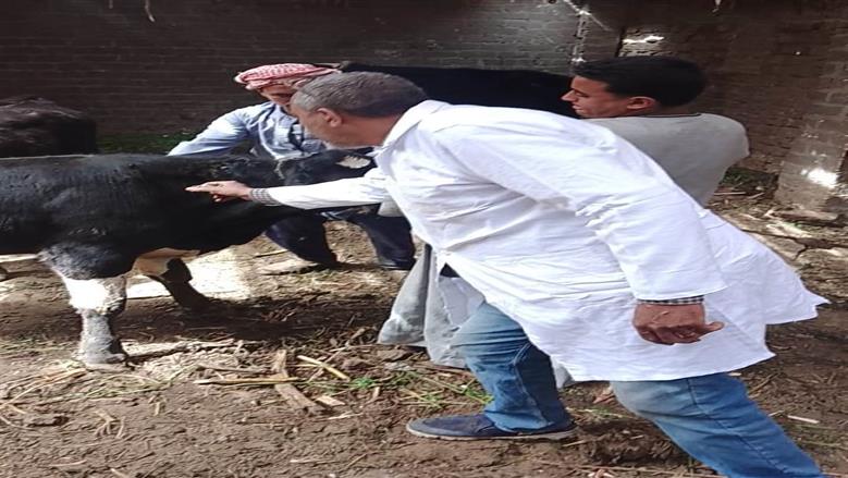 تحصين 20 ألف رأس ماشية مع بداية الحملة القومية للتحصين ضد الجلد العقدي وجدري الأغنام 