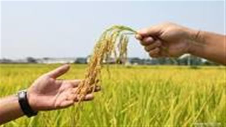سعر الأرز