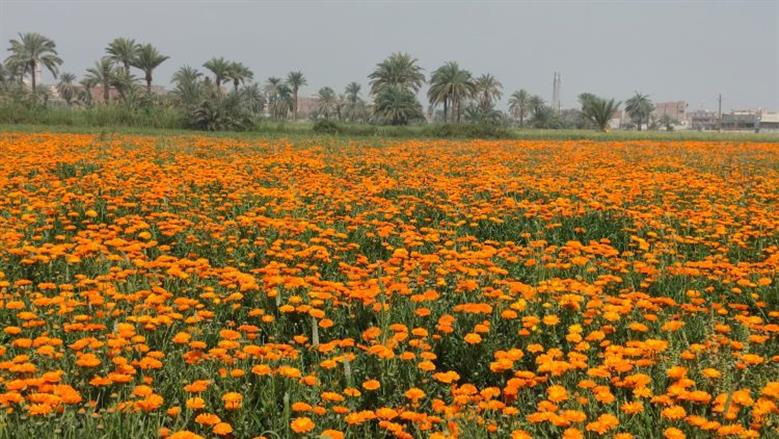 زهور عباد القمر تزين حقول الفيوم.. وتنعش جيوب المزارعين «سلطان الربيع»
