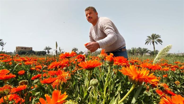 زهور عباد القمر تزين حقول الفيوم.. وتنعش جيوب المزارعين «سلطان الربيع»