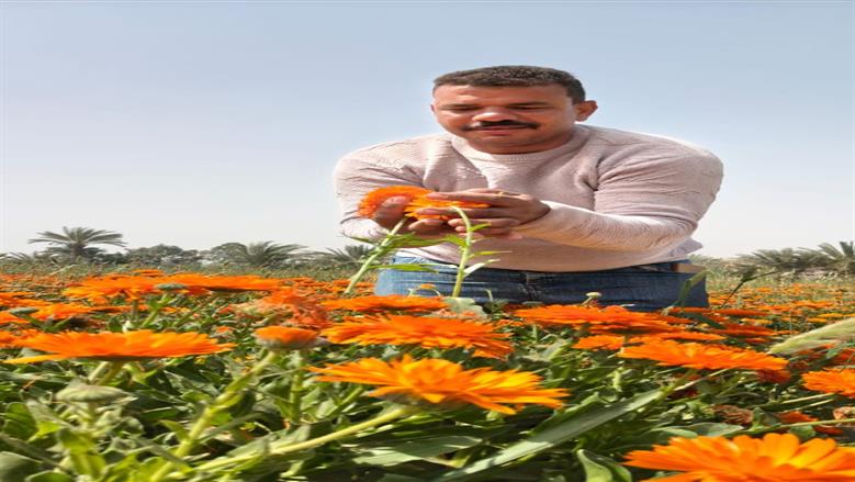 زهور عباد القمر تزين حقول الفيوم.. وتنعش جيوب المزارعين «سلطان الربيع»