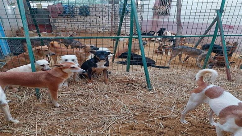 مطالب برلمانية بتعميم تجربة محافظة القاهرة بإنشاء ملاجئ للكلاب الضالة في كل المحافظات