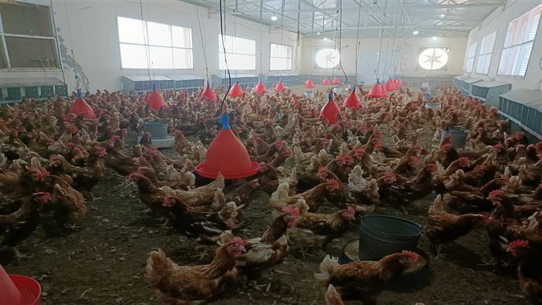 محافظ البحر الأحمر: وادي حوضين مشروع زراعي إنتاج حيواني وثروة سمكية في شلاتين