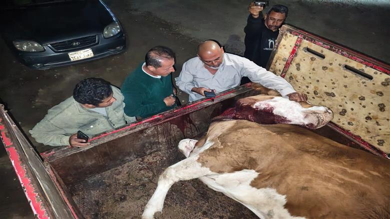 المنوفية