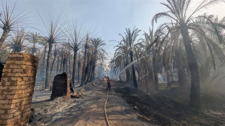 احتراق 6 أفدنة نخيل غير مثمر بالوادي الجديد.. والمحافظ: بدء أعمال التبريد 