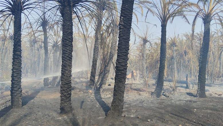 احتراق 6 أفدنة نخيل غير مثمر بالوادي الجديد.. والمحافظ: بدء أعمال التبريد 