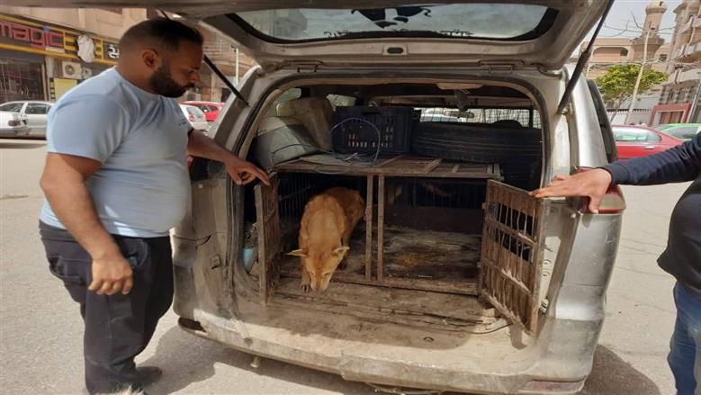 حملة مكبرة لتحصين الكلاب الحرة في مدينة منوف