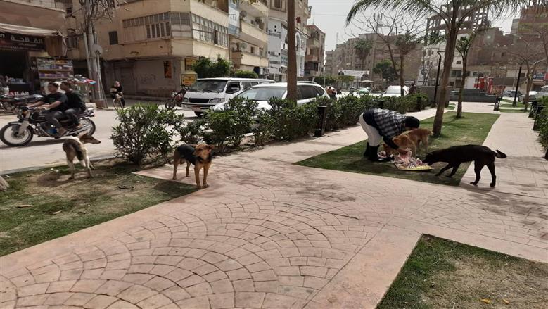 المنوفية