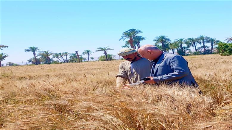 «الزراعة»: استنفار في المحافظات لتوريد القمح وتأمين مستلزمات الجمعيات الزراعية