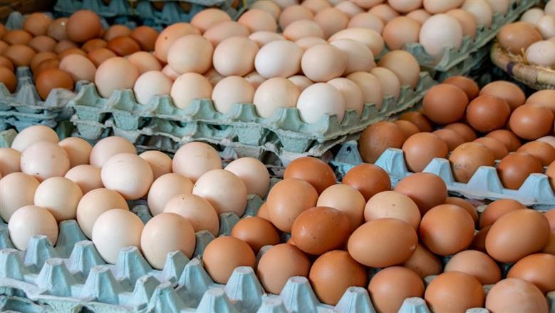 أسعار البيض اليوم السبت 18-4-2026 في بورصة الدواجن والأسواق