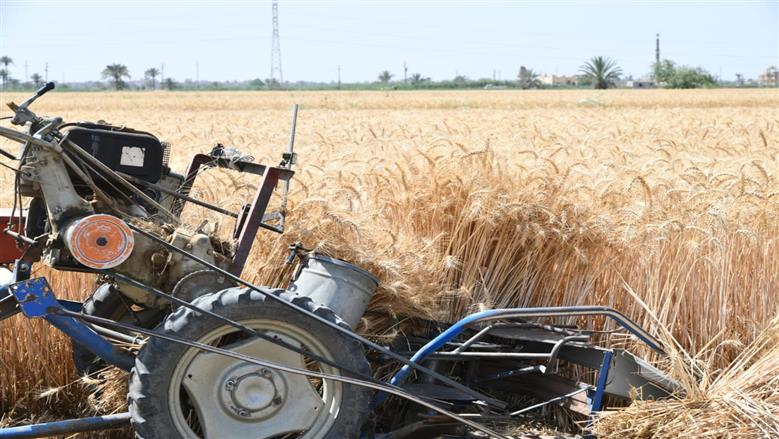 سعر أردب القمح اليوم.. كم تبلغ الكميات الموردة بجميع المحافظات؟
