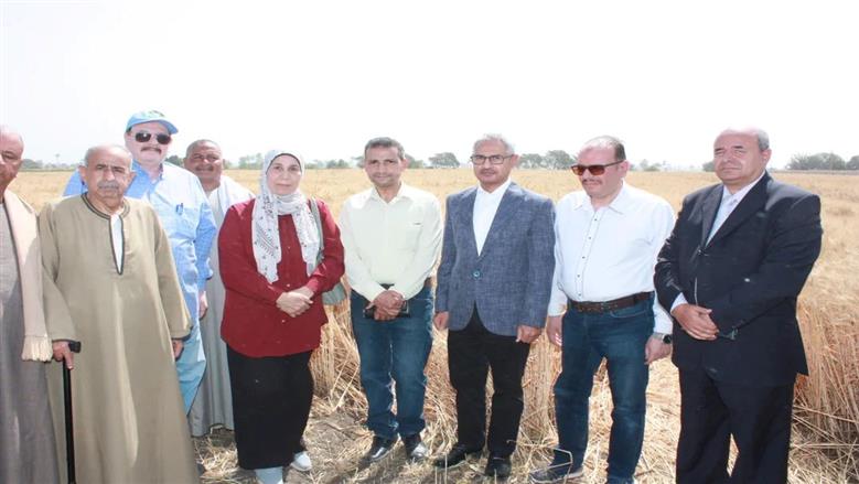 محافظ بني سويف يفتتح موسم حصاد القمح