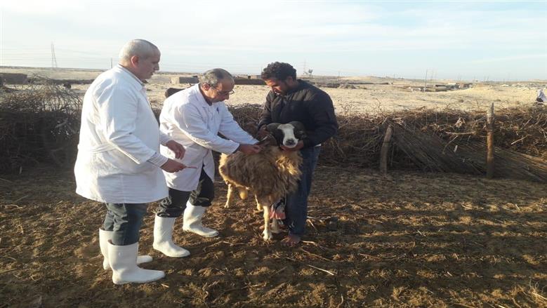 «الزراعة»: تحصين 3 ملايين رأس ماشية ضمن الحملة القومية ضد الجلد العقدي وجدري الأغنام