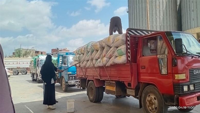 توريد 890 طن قمح محلي عبر 25 موقعا بكفر الشيخ حتى الان